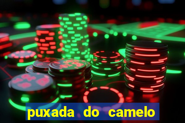 puxada do camelo jogo do bicho